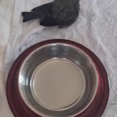 Guga, uma ave, toma banho no bebedouro dos cães.