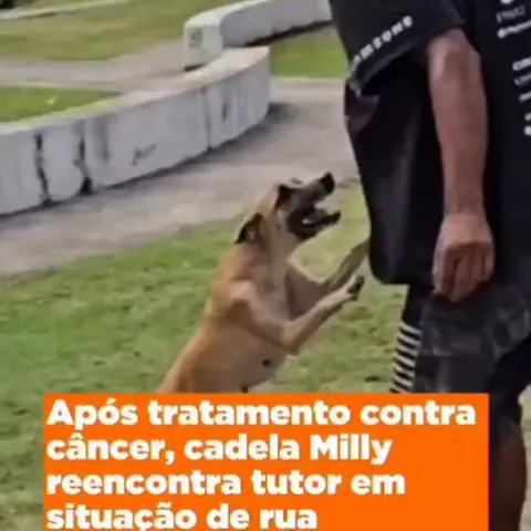 Cadela Milly reencontra o tutor depois do tratamento contra o câncer.